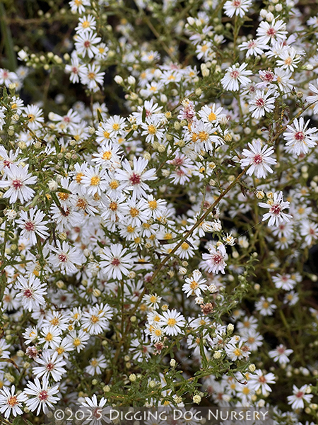 Aster lateriflorus ‘White Lovely’