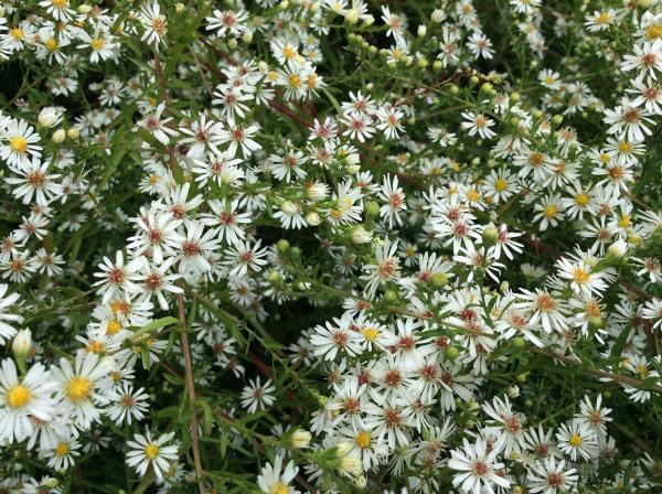 Aster lateriflorus ‘White Lovely’