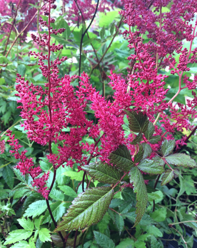 Astilbe arendsii Augustleuchten