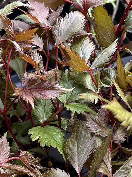 Astilbe chinensis ‘Finale’