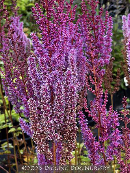 Astilbe chinensis ‘Purpurlanze’