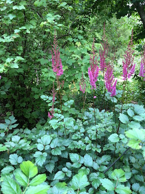 Astilbe chinensis Purpurlanze