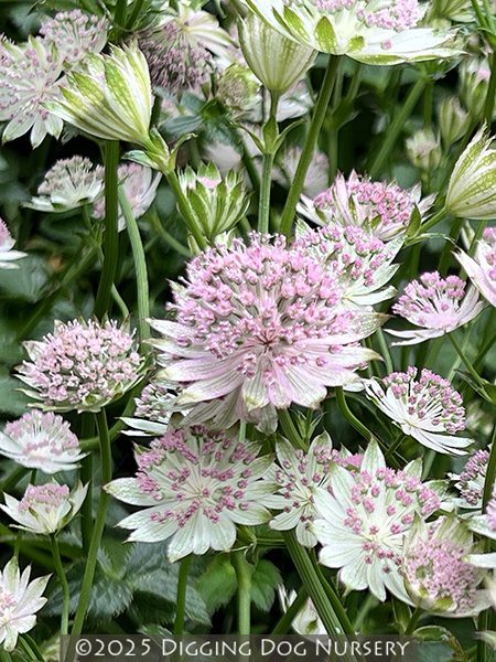 Astrantia major ‘Buckland’