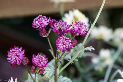 Astrantia major ‘Lars’