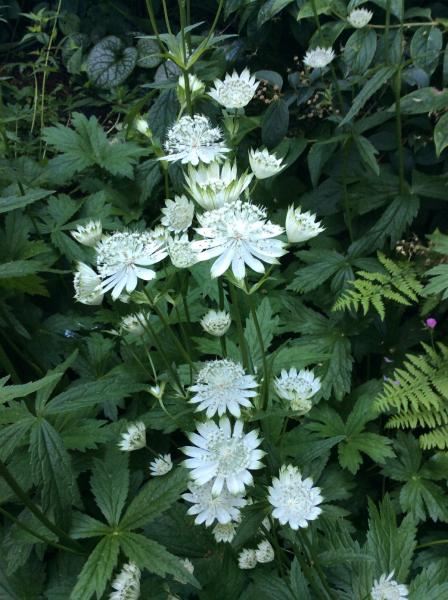 Astrantia major Madeleine Van Bennekom