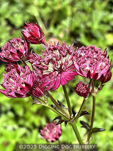 Astrantia major &lsquo;Midnight Owl&rsquo;