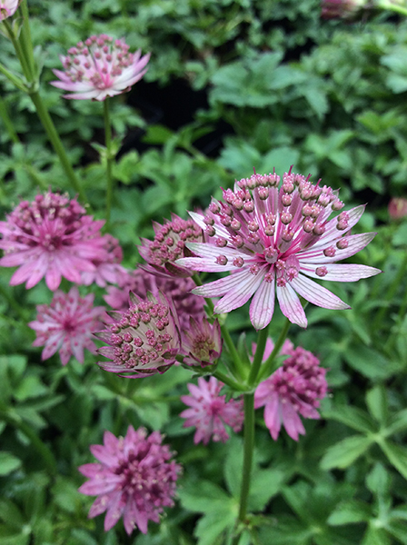 Astrantia major Roma