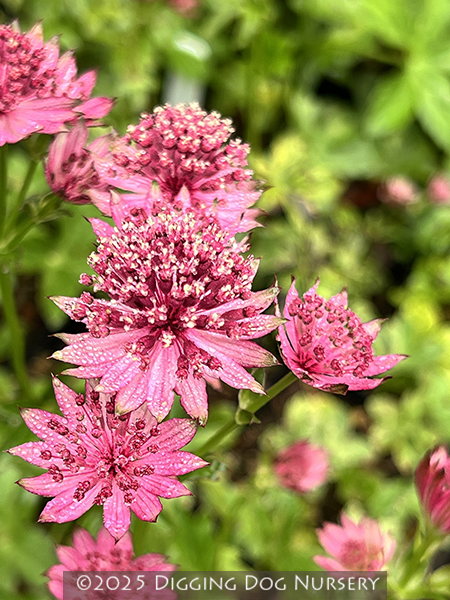 Astrantia major ‘Roma’