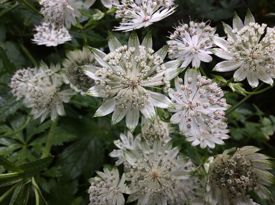 Astrantia major White Giant