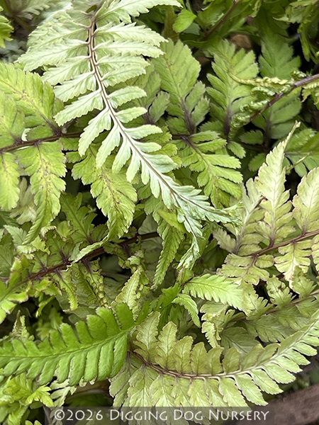 Athyrium niponicum ‘Apple Court’