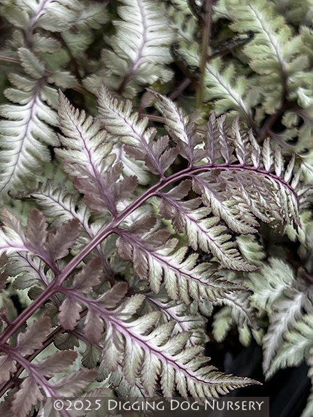 Athyrium niponicum Burgundy Lace