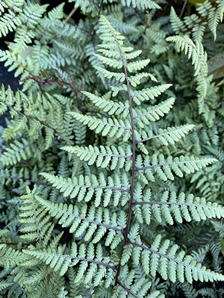 Athyrium ‘Ghost’