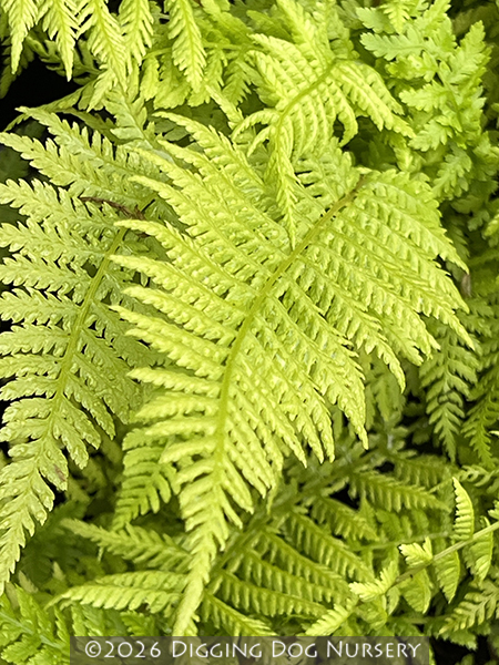 Athyrium filix-femina Lady in Red