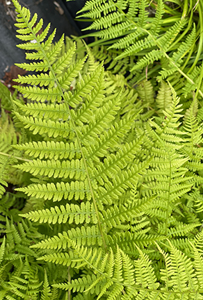 Athyrium filix-femina Lady in Red