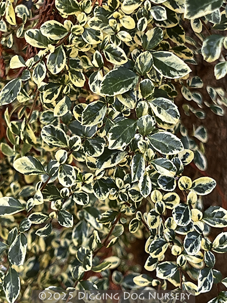Azara microphylla Variegata