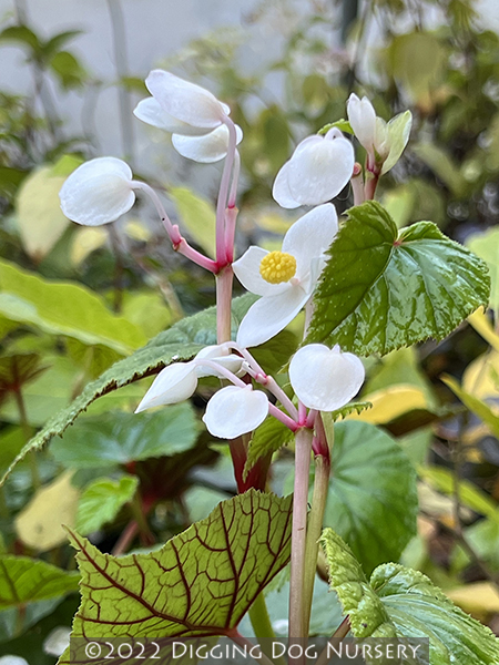 Begonia grandis Alba