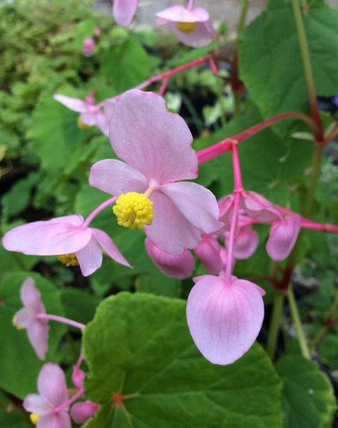 Begonia grandis Herons Pirouette