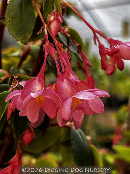 Begonia foliosa (Pink Form)