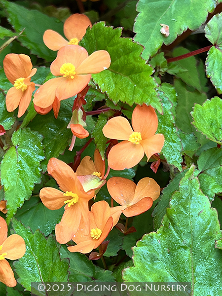Begonia sutherlandii