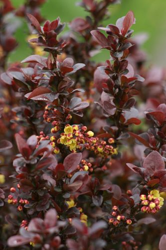 Berberis thunbergii ‘Concorde’