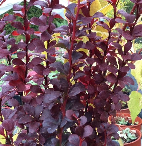 Berberis thunbergii f. atropurpurea Helmond Pillar