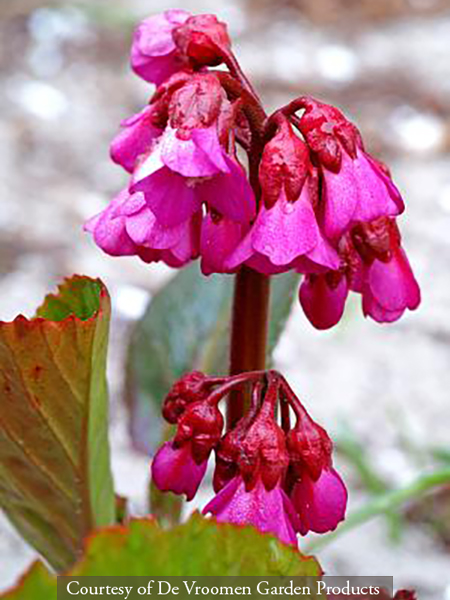Bergenia &lsquo;Bressingham Ruby&rsquo;