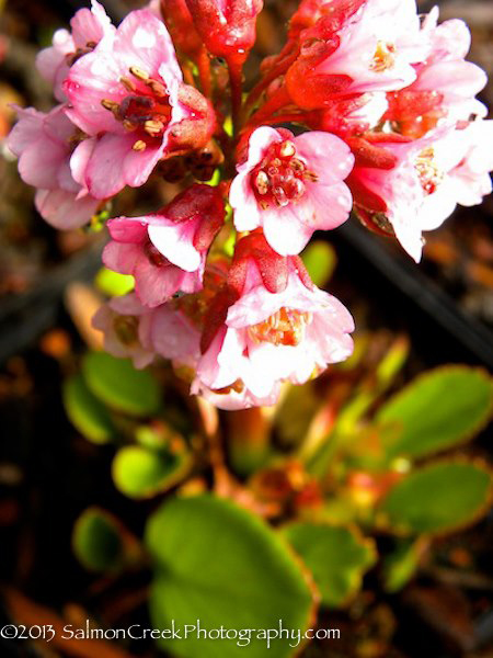 Bergenia ‘Magic Giant’
