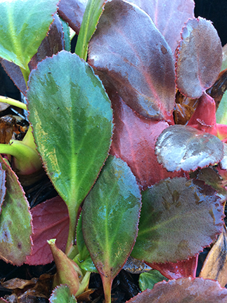 Bergenia Pink Dragonfly