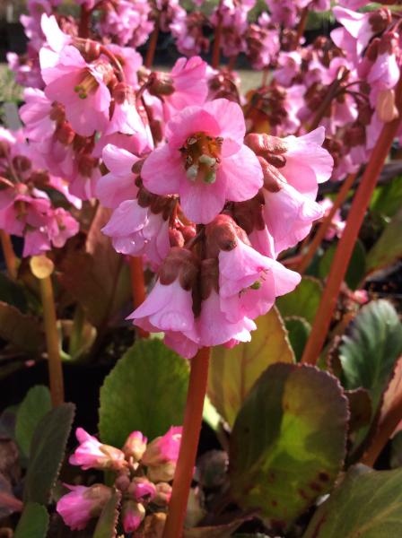 Bergenia ‘Rosi Klose’