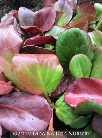 Bergenia cordifolia ‘Winterglut’