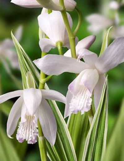 Bletilla striata ‘Alba Variegata’