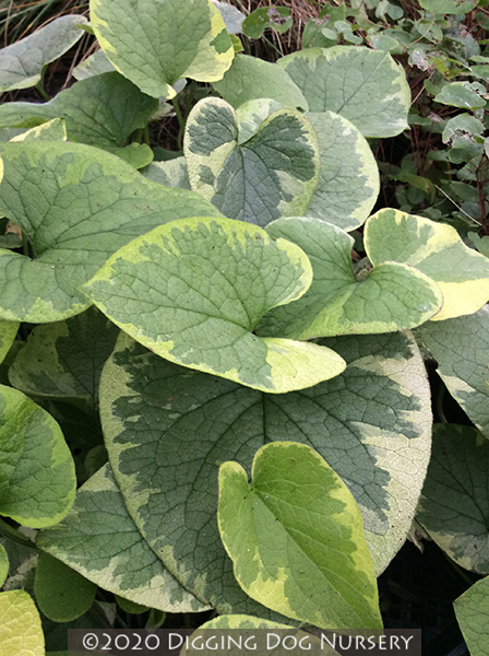 Brunnera macrophylla ‘Hadspen Cream’