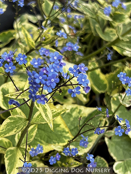 Brunnera macrophylla ‘Hadspen Cream’