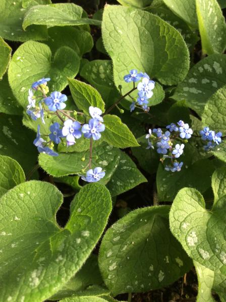 Brunnera macrophylla Silver Wings