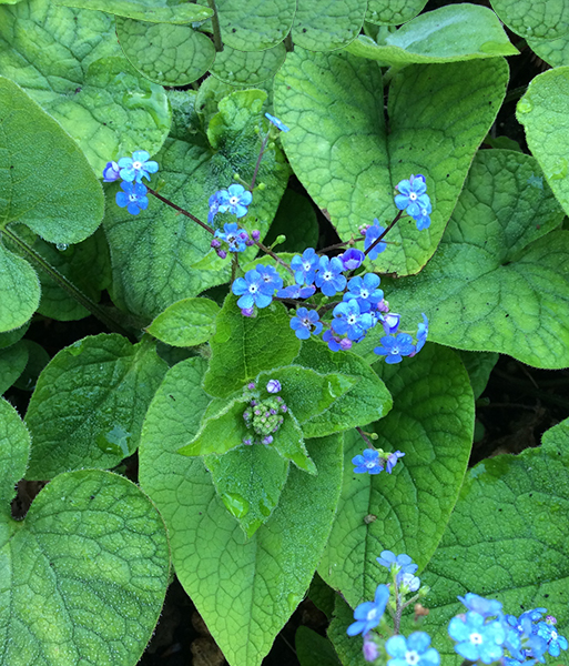 Brunnera macrophylla