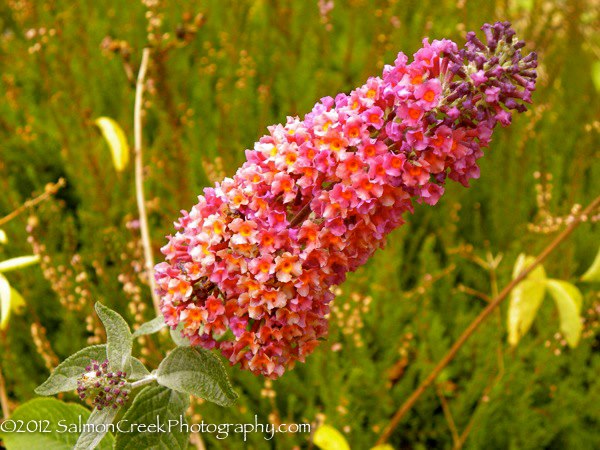 Buddleja x weyeriana ‘Bicolor’