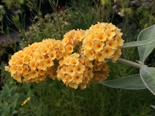 Buddleja weyeriana Honeycomb