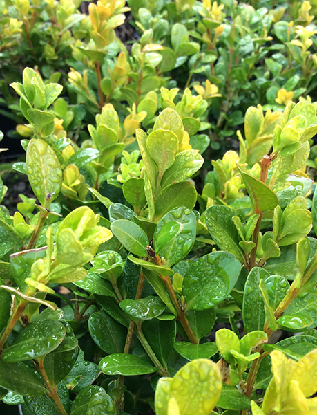 Buxus sinica ‘Wintergreen’