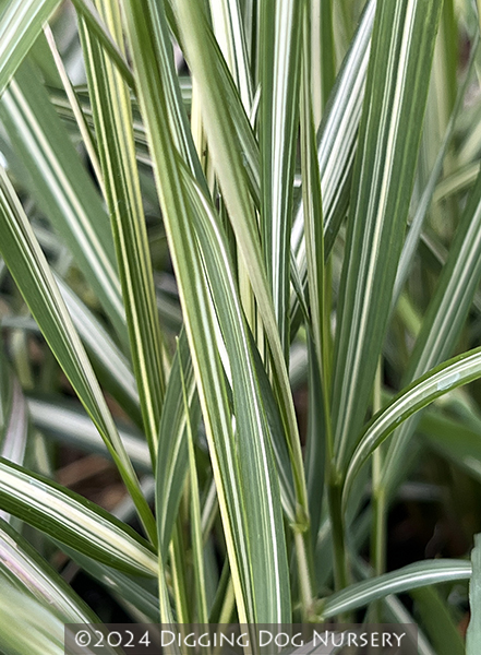 Calamagrostis acutiflora Avalanche