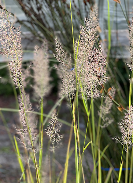 Calamagrostis brachytricha