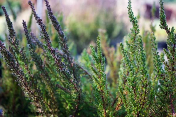 Calluna vulgaris Dark Beauty