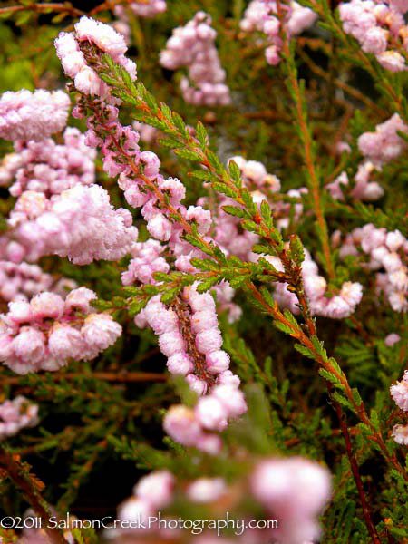 Calluna vulgaris ‘H. E. Beale’