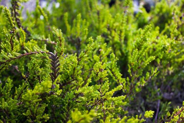 Calluna vulgaris ‘Martha Herman’