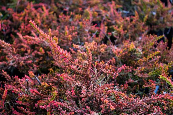 Calluna vulgaris Wickwar Flame