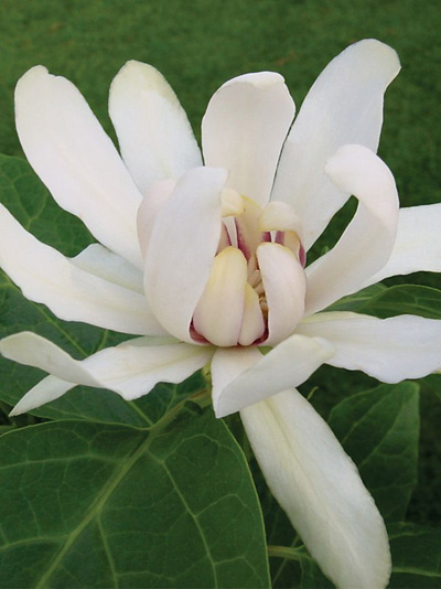 Calycanthus ‘Venus’