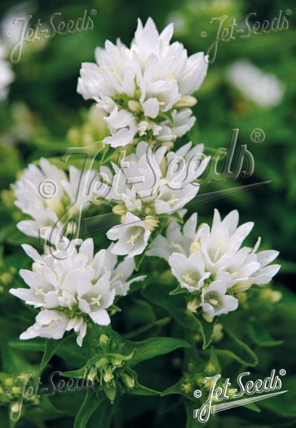 Campanula glomerata &lsquo;Bellefleur White&rsquo;