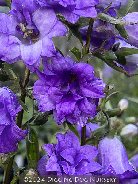 Campanula trachelium Bernice