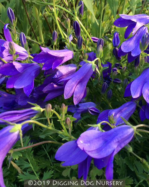 Campanula &lsquo;Birch Hybrid&rsquo;