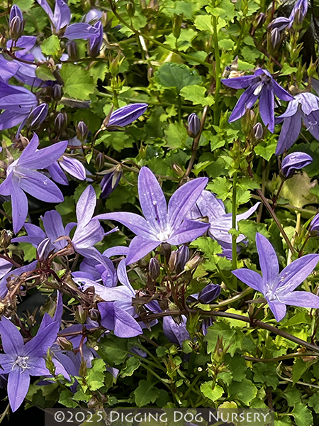 Campanula poscharskyana ‘Blue Waterfall’