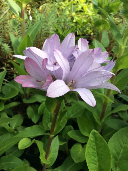 Campanula glomerata ‘Caroline’